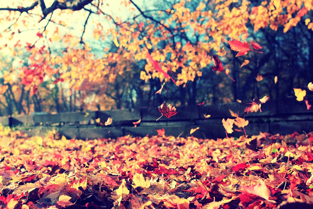 shutterstock_298140752